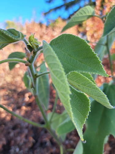 Paper mulberry
