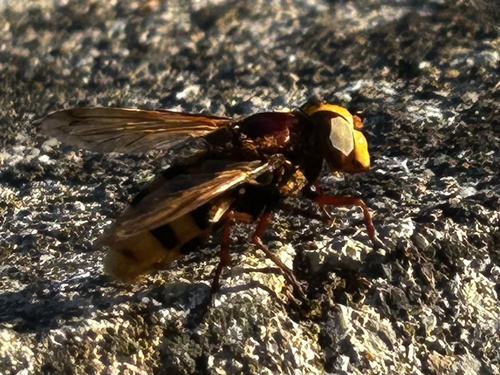 Hornet Mimic Hover Fly