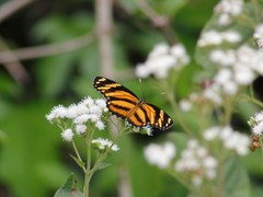 Eresia phillyra phillyra