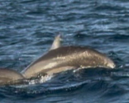 Spinner Dolphin