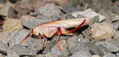 Hyalogryllacris