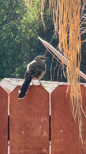 Northern Mockingbird