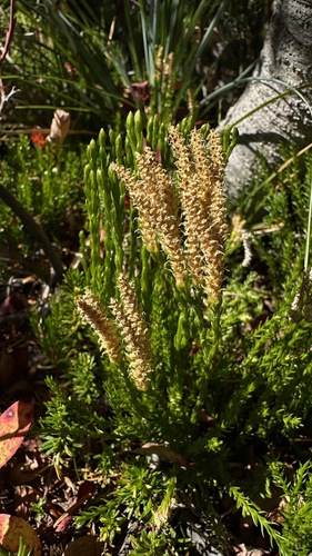 Diphasiastrum sitchense observed 2026-09-27