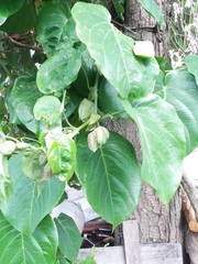 Passiflora ligularis