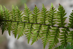 Myriopteris alabamensis image