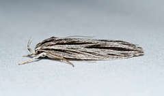 Leistarcha scitissimella