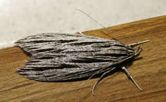 Leistarcha scitissimella