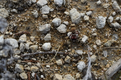 Dasymutilla snoworum