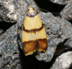Heteroteucha translatella
