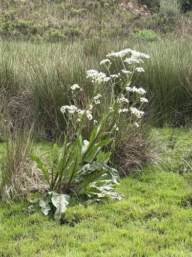 Senecio bonariensis