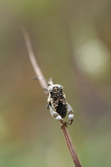 Merocoris curtatus