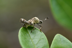 Merocoris curtatus