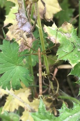 Apterobittacus apterus