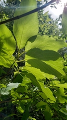 Cornus sericea sericea