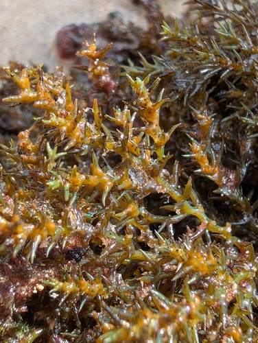 Ericaria selaginoides observed 2026-09-28