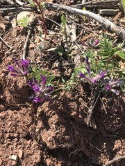 Astragalus suffruticosus