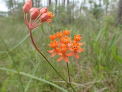 Asclepias lanceolata