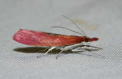 Canuza euspilella