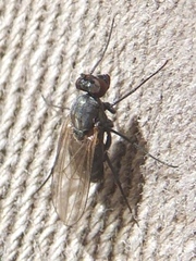 Medeterinae