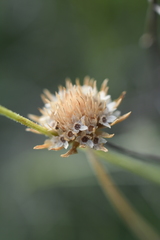 Marshallia caespitosa