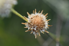 Marshallia caespitosa