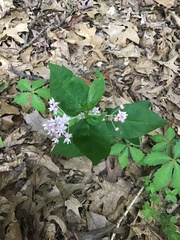 Asclepias quadrifolia