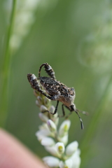 Merocoris curtatus