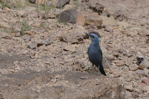 Blue Rock-Thrush