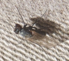 Medeterinae