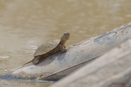 Mediterranean Turtle