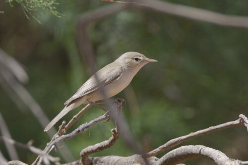 Western Olivaceous Warbler