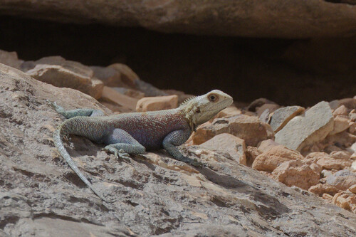 Bibron's Agama