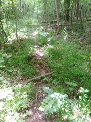 Carex oxylepis pubescens
