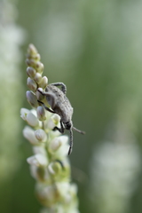 Meropachyinae