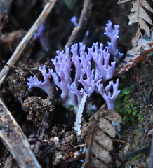 Ramariopsis pulchella