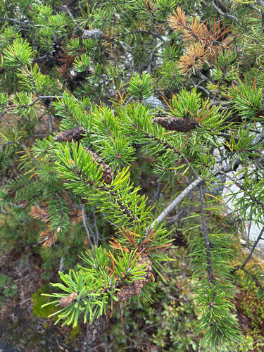 Jack pine