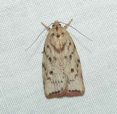 Euchaetis
