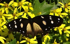 Hypolimnas anthedon wahlbergi