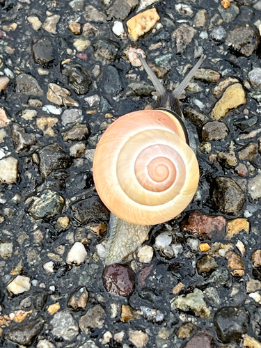 Brown-lipped Snail