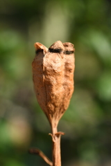 Nemastylis geminiflora