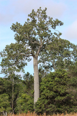 Brachychiton australis