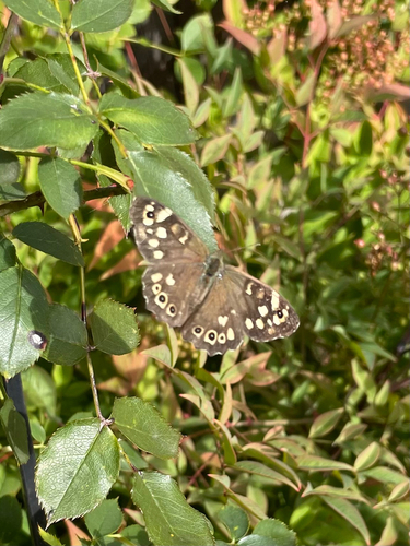 Speckled Wood