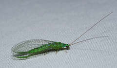 Mallada tripunctatus