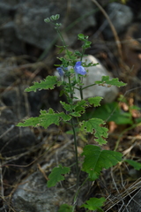 Scutellaria ovata