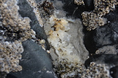 Chondrus