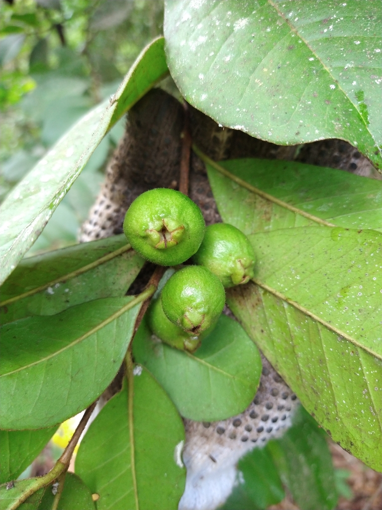 Psidium rufum