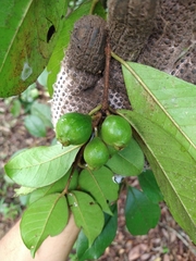 Psidium rufum
