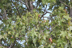 Brachychiton australis