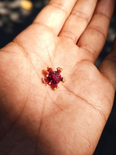 Lophopetalum observed 2026-09-28