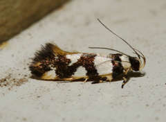 Macrobathra desmotoma